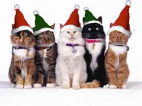 uploads/vic_imgs/christmas-cats-5161.jpg